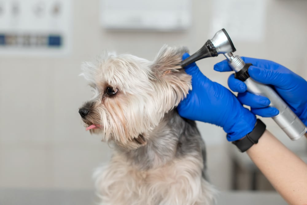 A dog getting its ear checked out by a vet.