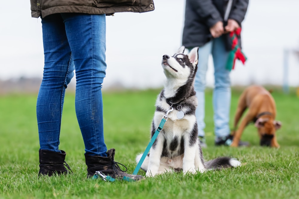 A dog sitting and looking up at its owner while another dog and its owner are in the background.