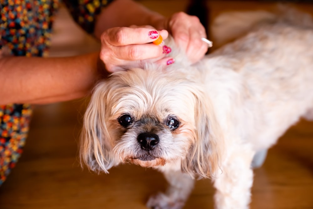 An owner about to administer treatment to her diabetic dog.