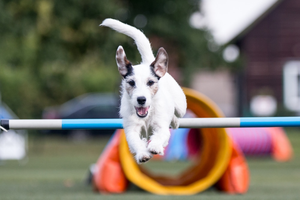 A dog clearing a bar.