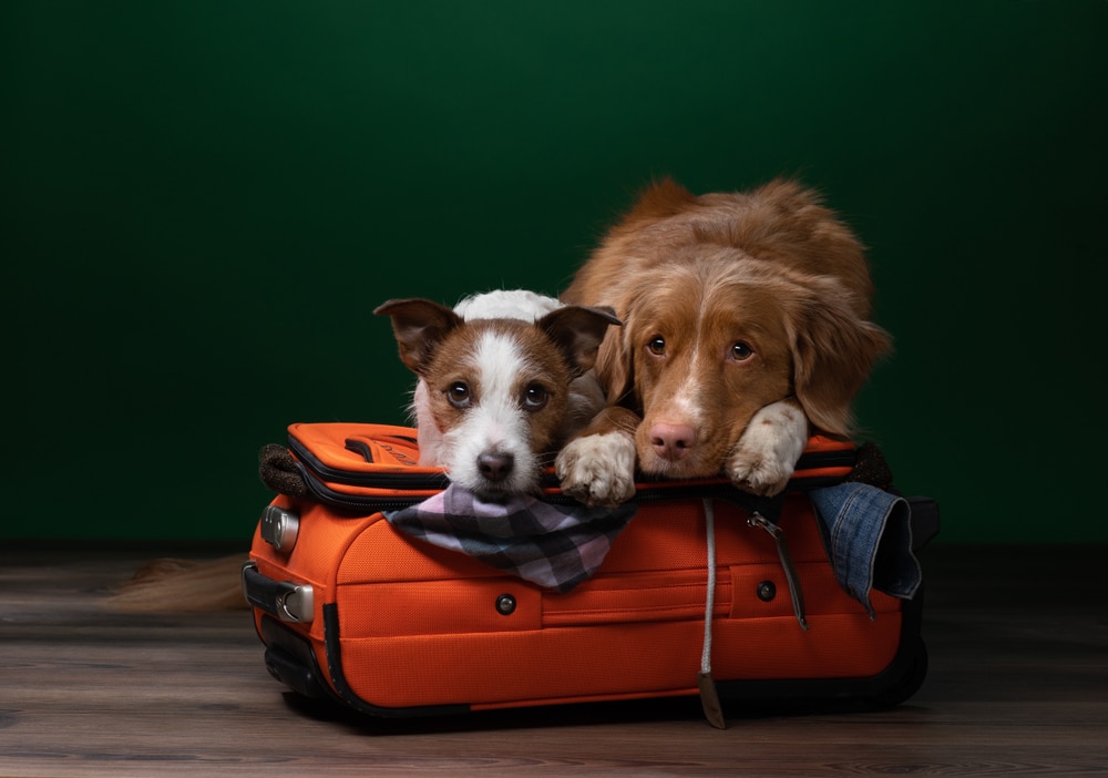 A pair of dogs laying on a piece of luggage.