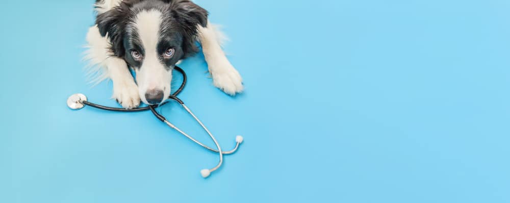 A dog laying down with a stethoscope.