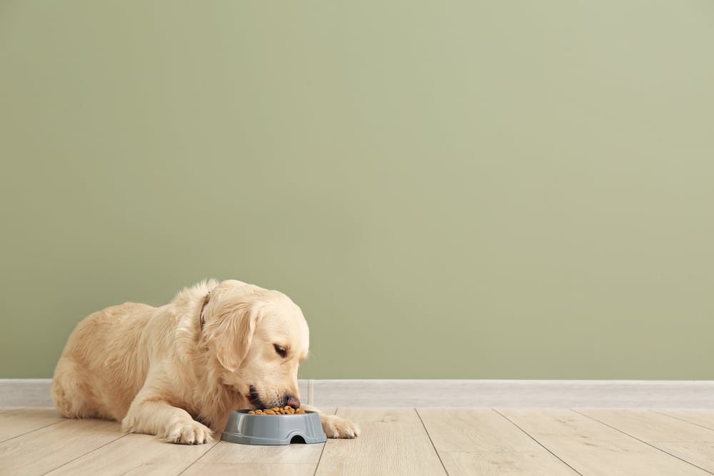 A dog eating out of its food bowl.