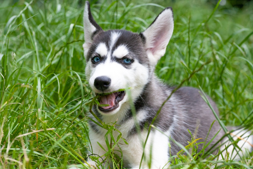 A dog laying down and eating some grass.