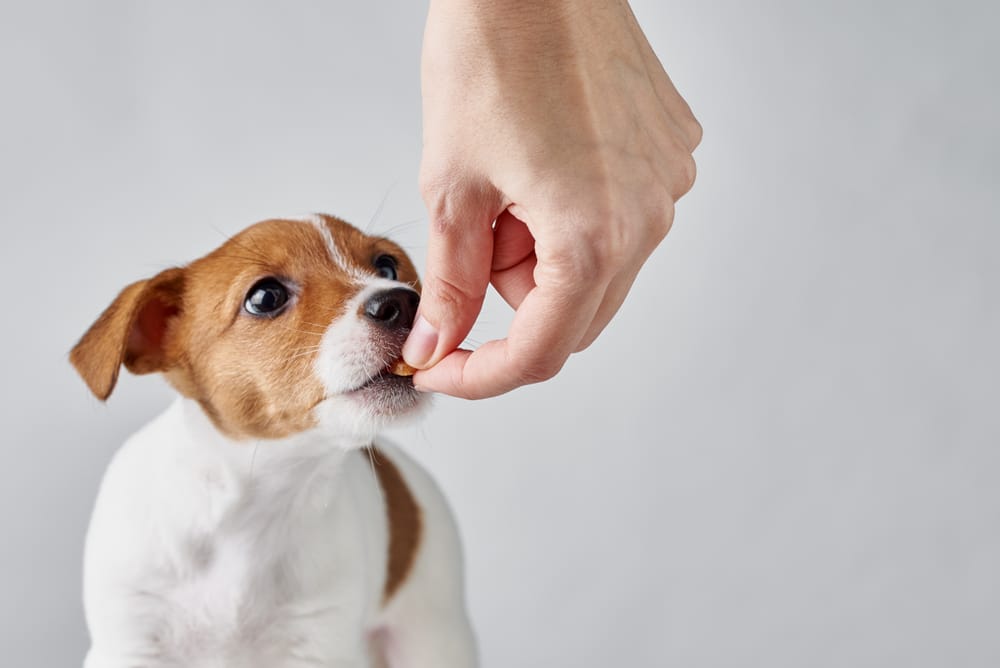A closeup of an owner feeding their dog a vitamin.