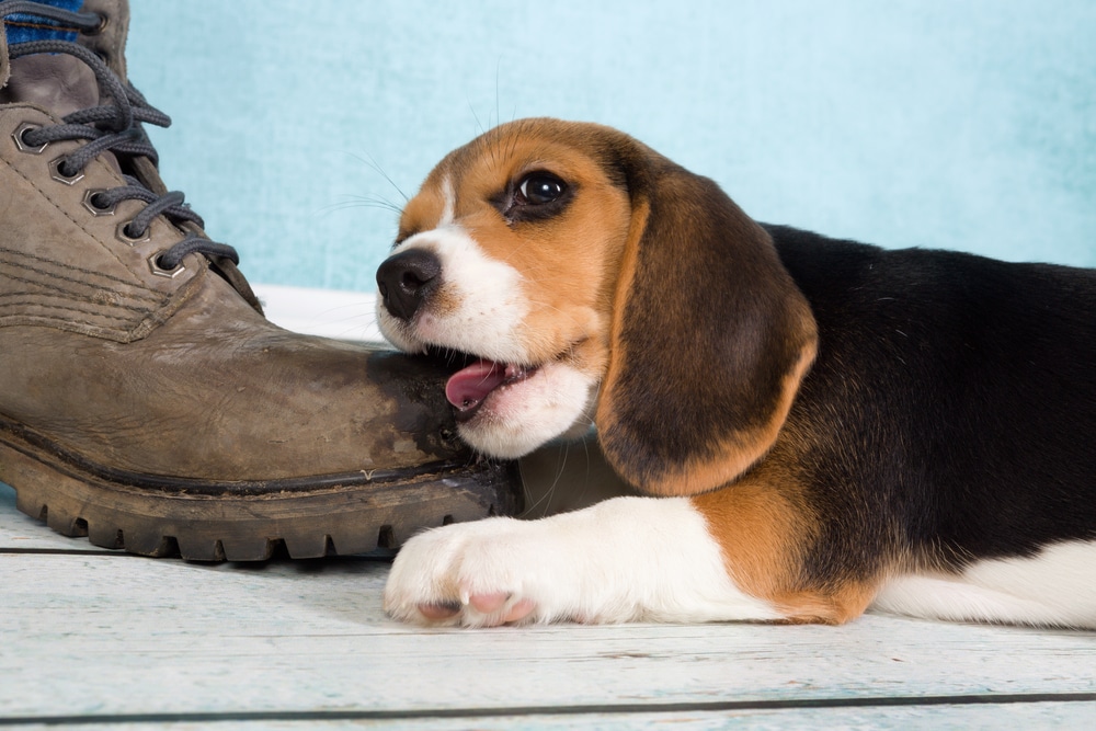 A closeup of a dog chewing on a boot.
