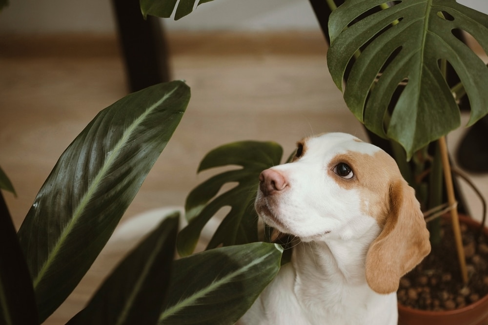 A dog surrounded by plant leaves.