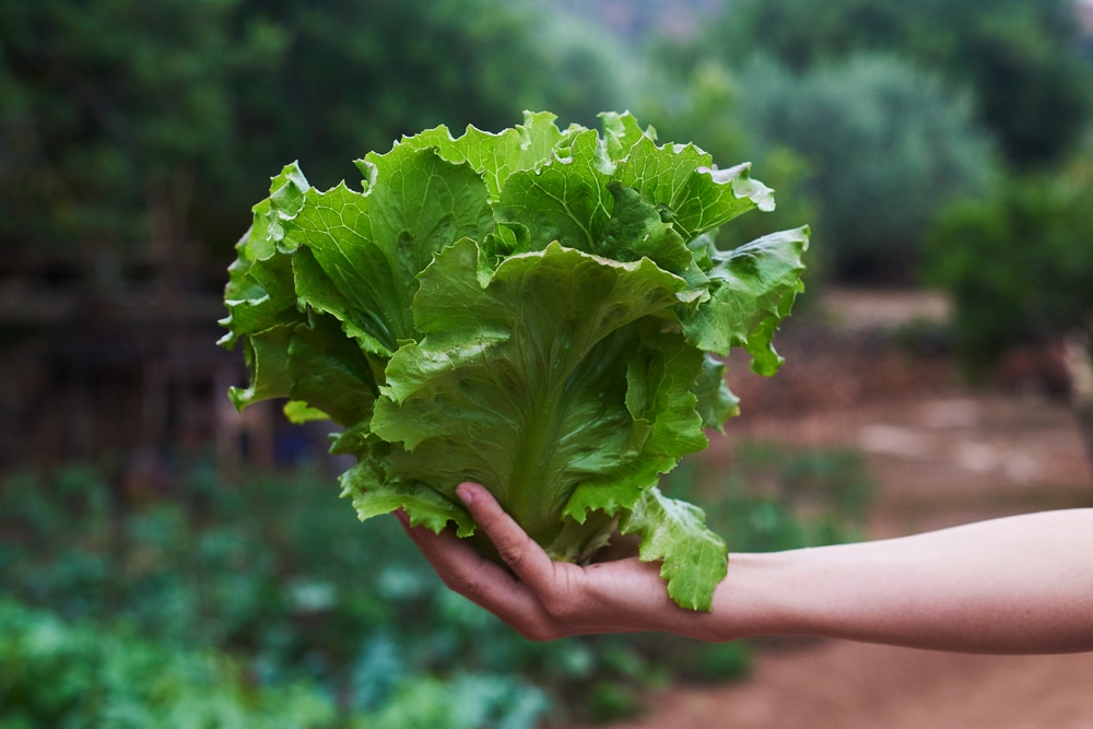 A person holding some lettuce.