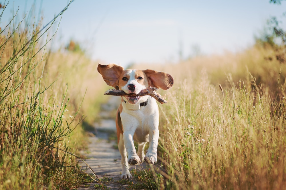 A dog running with a stick in its mouth.