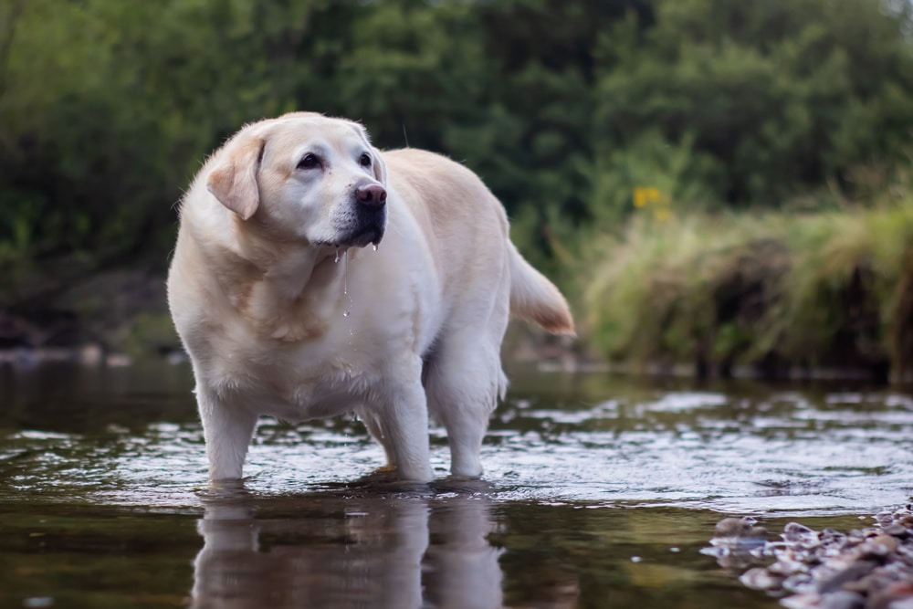 An overweight dog standing in a river.