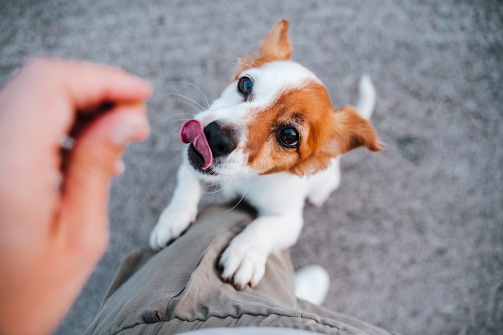 A dog begging for a treat.