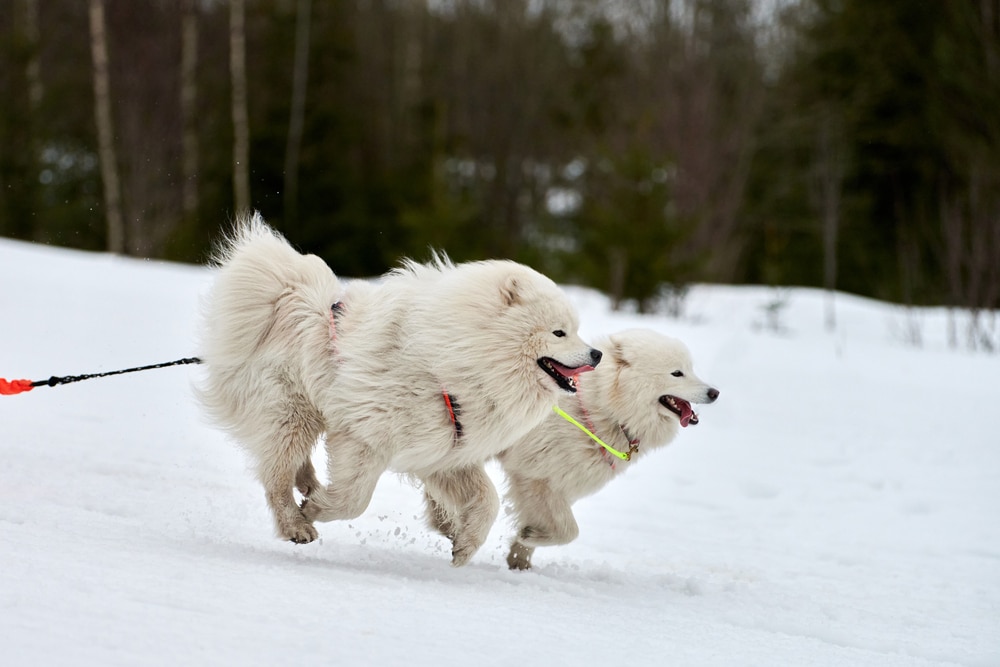 Two Samoyeds hooked into a sled and running.
