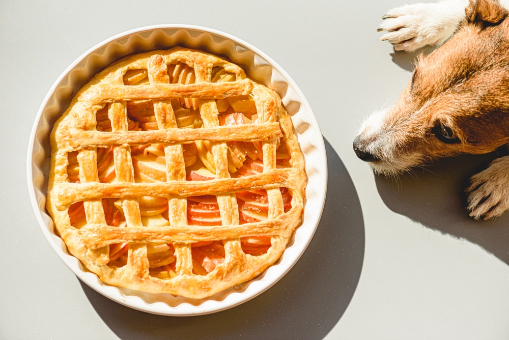 A dog with its head very close to a pie.
