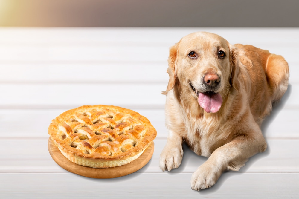 A dog laying next to some pie.