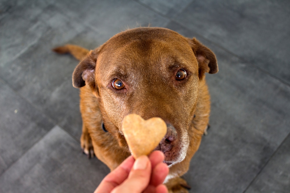 A closeup of an owner offering a heart-shaped cookie to their dog.
