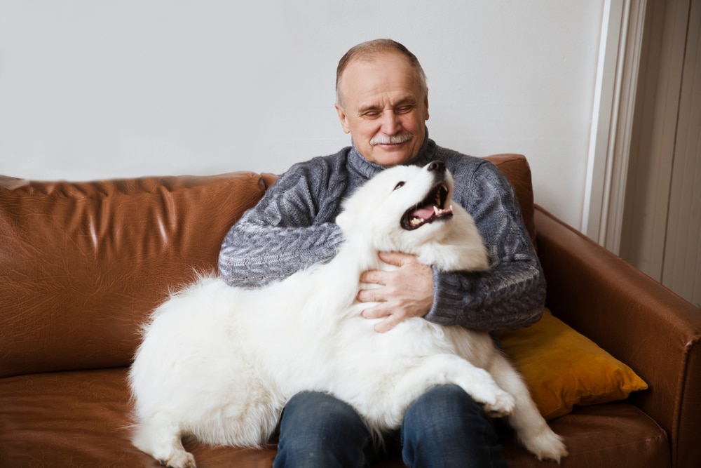 An elderly person holding their Samoyed while sitting on a couch.