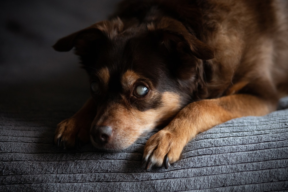 A blind dog laying down on a bed.