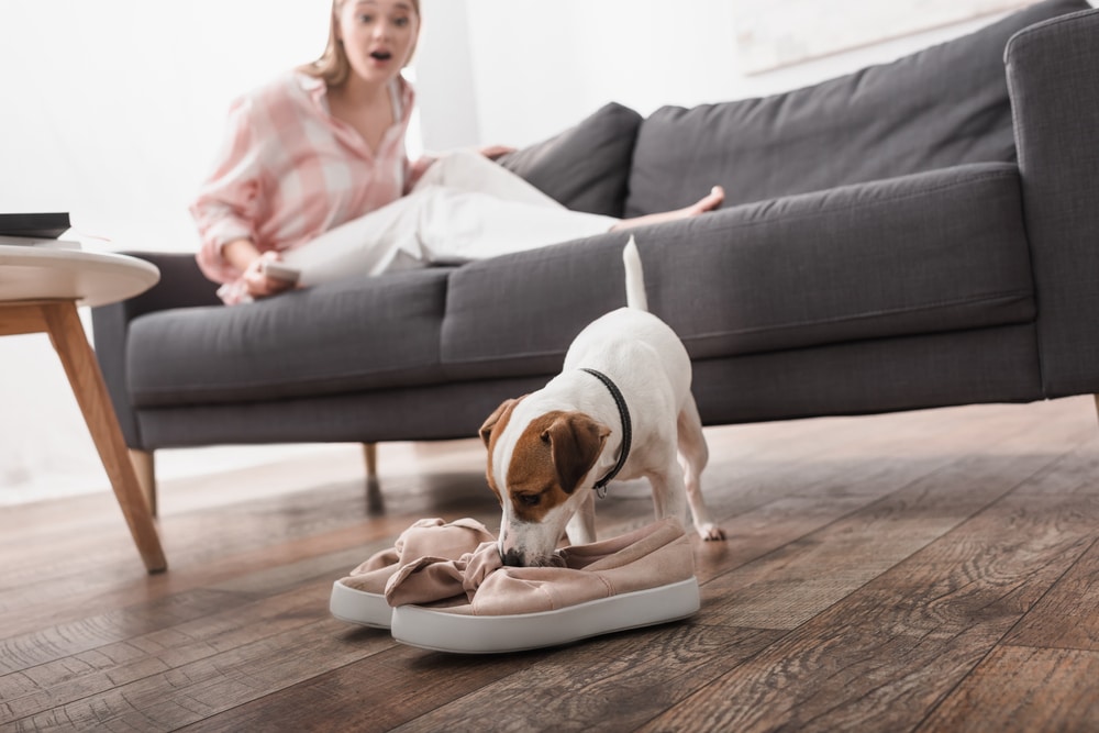 An owner discovering their dog trying to destroy their shoes.