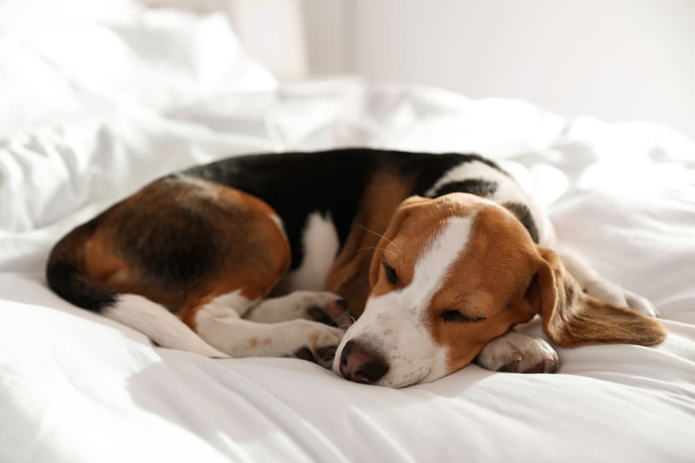 A dog curled up and sleeping on a bed.