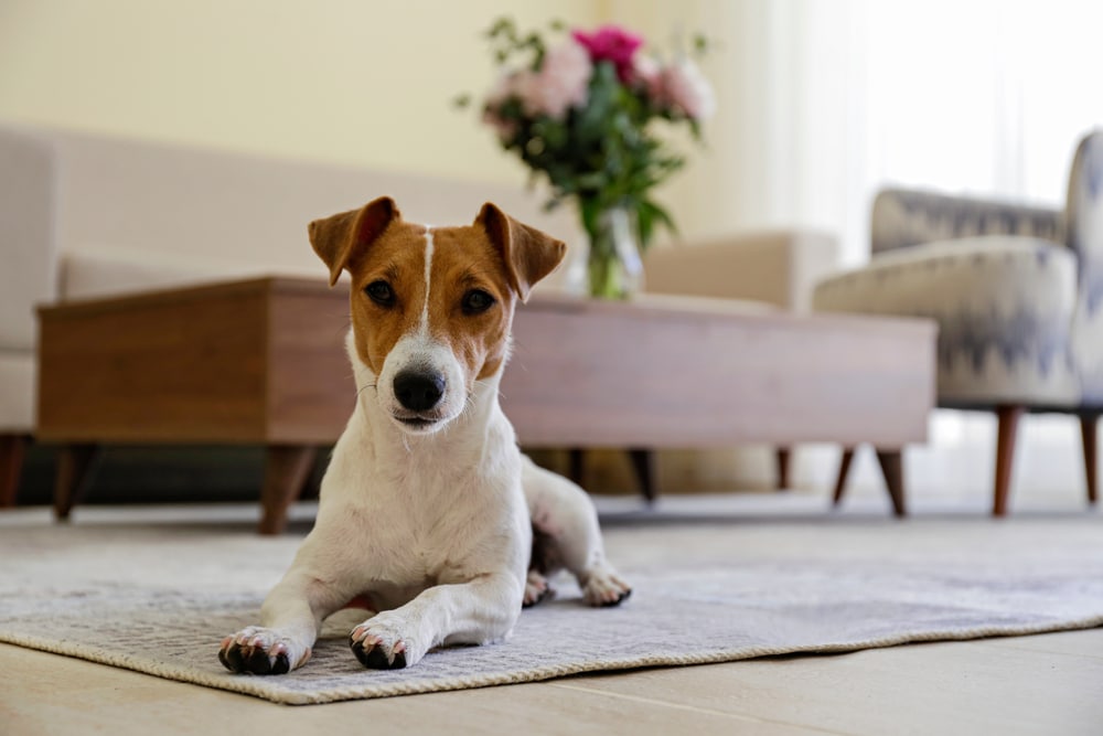 A dog laying down on a carpet.