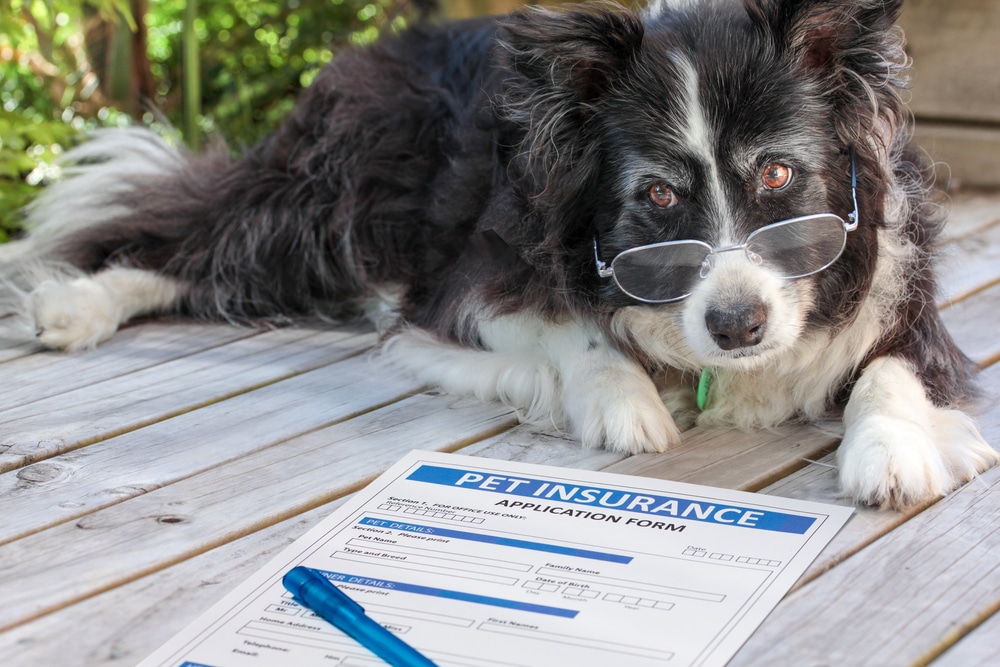 A dog with glasses on laying down next to a pet insurance application form.