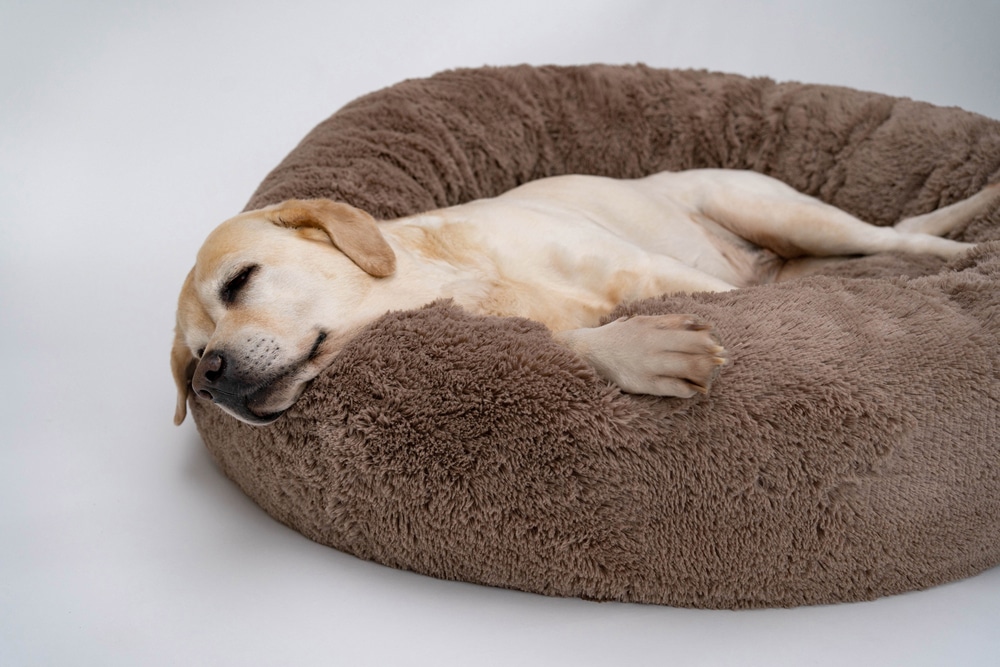 A dog laying on its side on its dog bed.