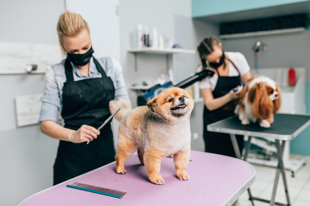 Two dog groomers grooming a pair of dogs.