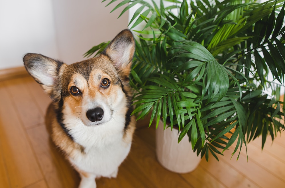 A dog sitting next to a potted plant.