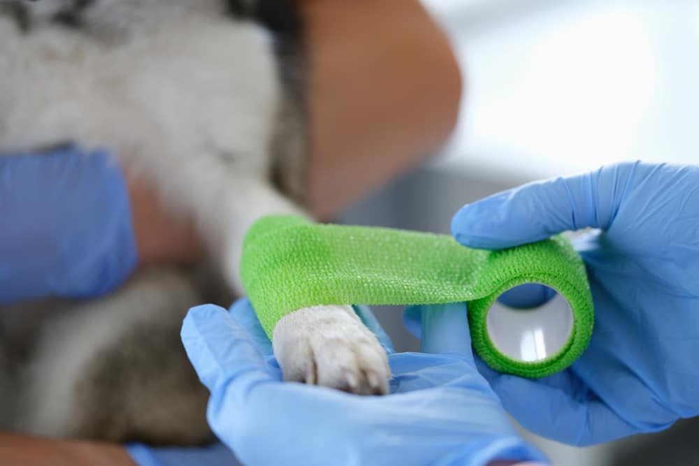 A closeup of a vet applying a bandage to a dog's paw.