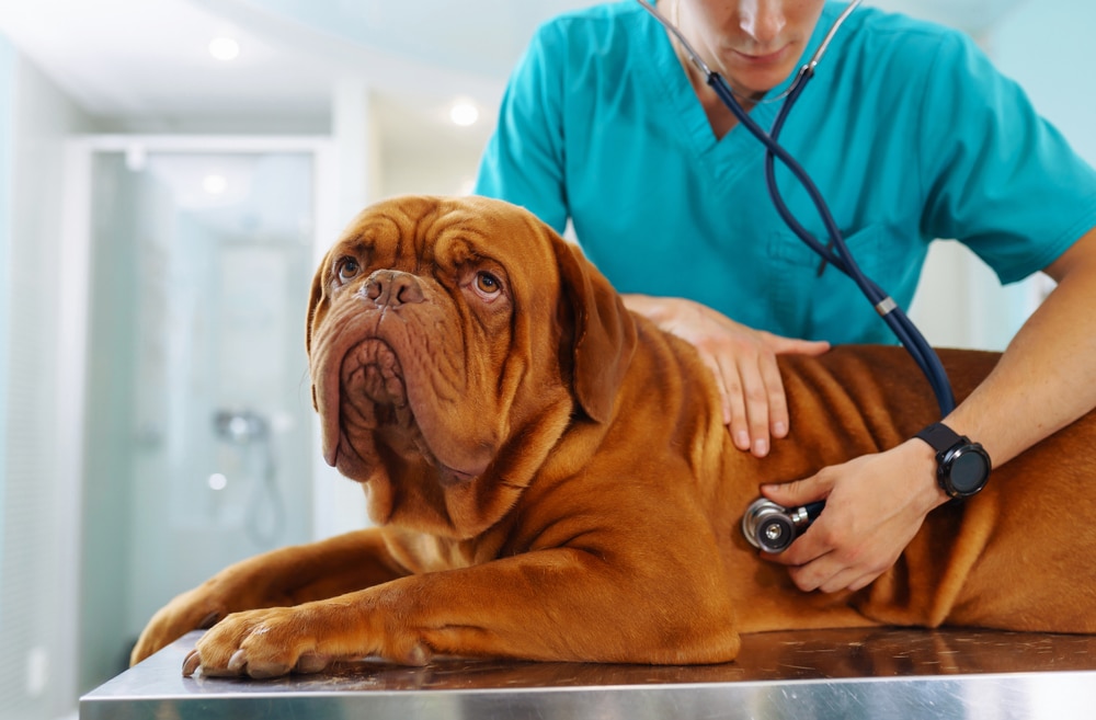 A vet checking a dog out.