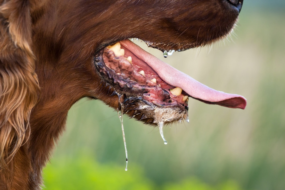 A closeup of a dog drooling excessively.
