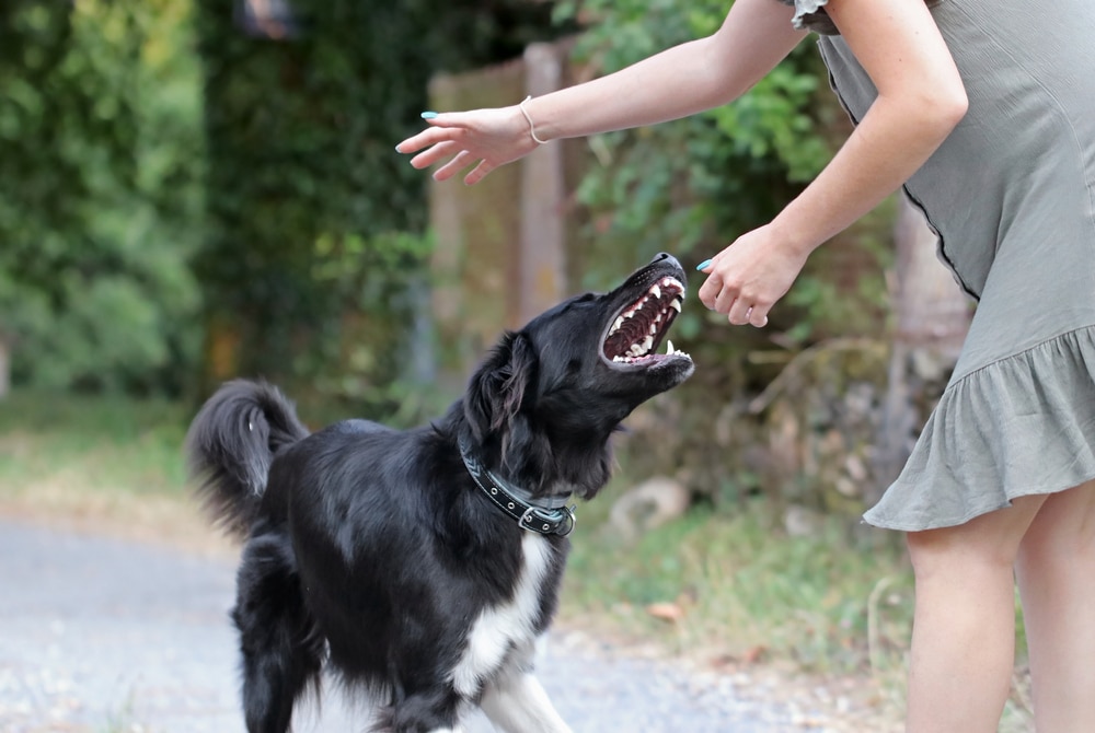 A dog about to bite its owner.