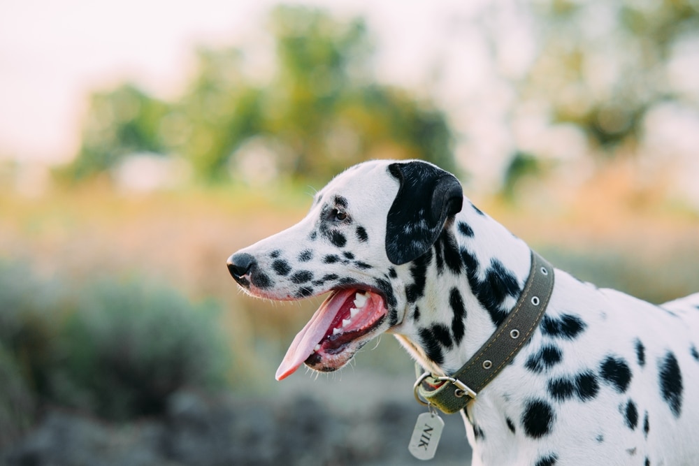 A side view of a yawning dog with a collar on.