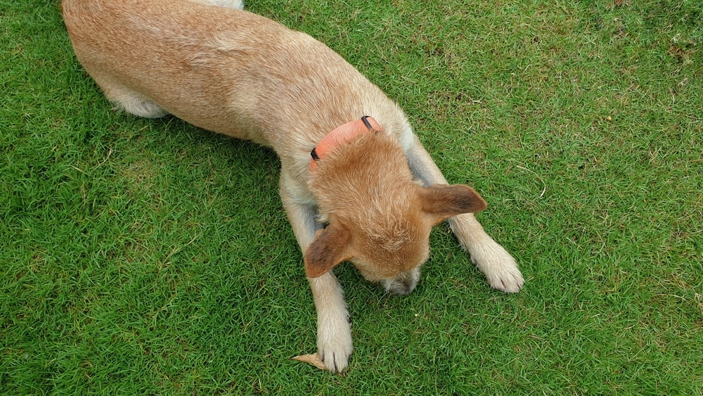 An overhead shot of a dog eating some dirt.