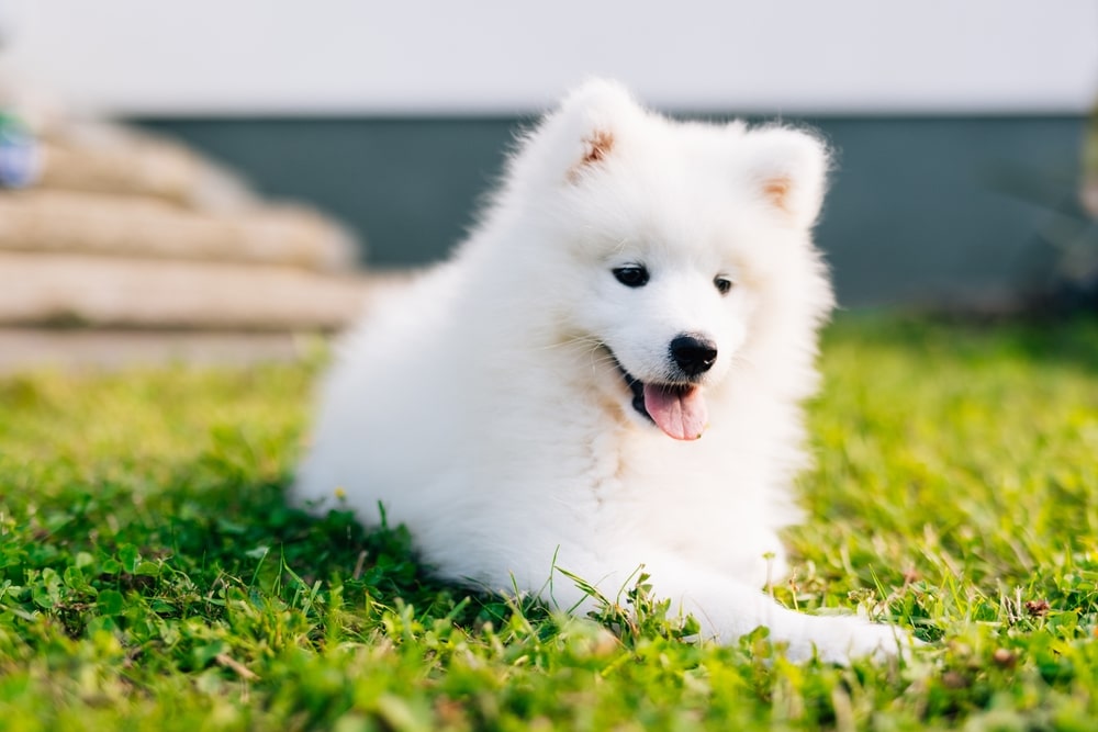 A panting Samoyed laying outside on the grass.