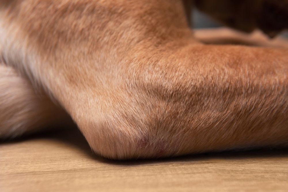 A closeup of a dog's joint.