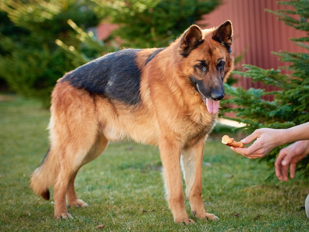 An owner holding out a piece of bread to their dog.