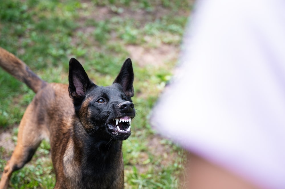 A dog growling at a person.