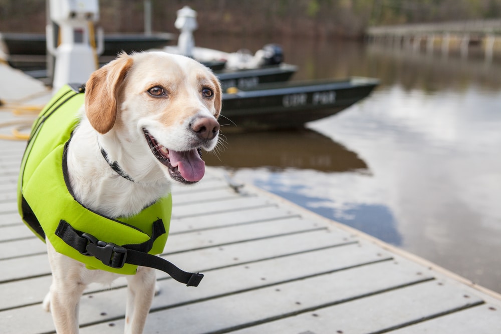 A dog with a life jacket on while standing on a dock.