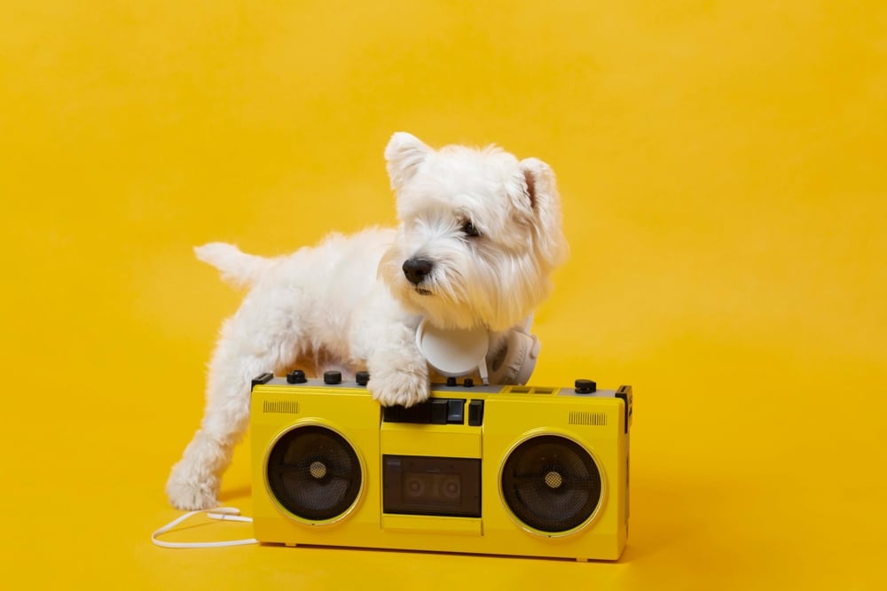 A dog touching a radio while wearing some headphones.