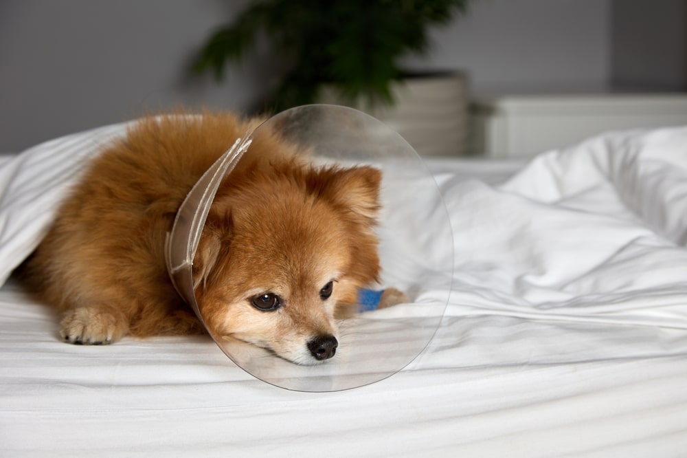 A fluffy dog with a cone on laying down on a bed.