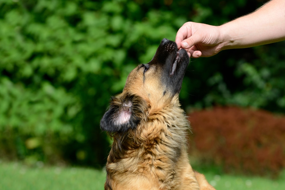 An owner using one of the many positive reinforcement techniques with their dog by giving it a treat.