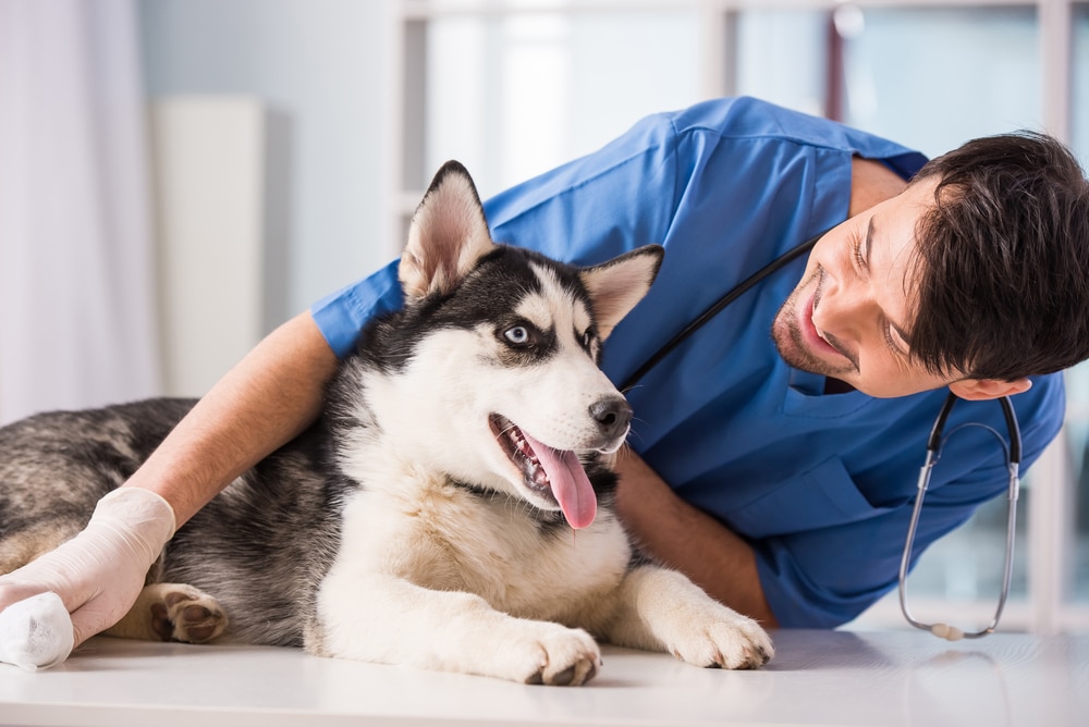 A vet smiling at a dog laying down.