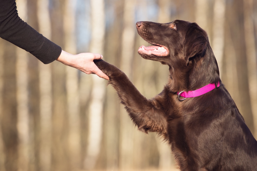 A dog putting its paw in its owner's hand.