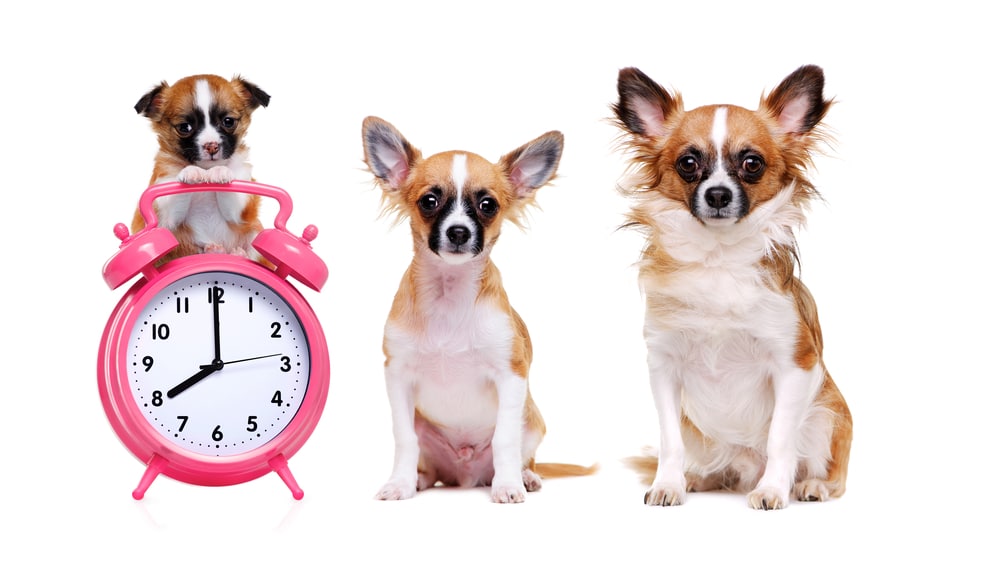 Three dogs at different stages in their lives with a clock next to them.