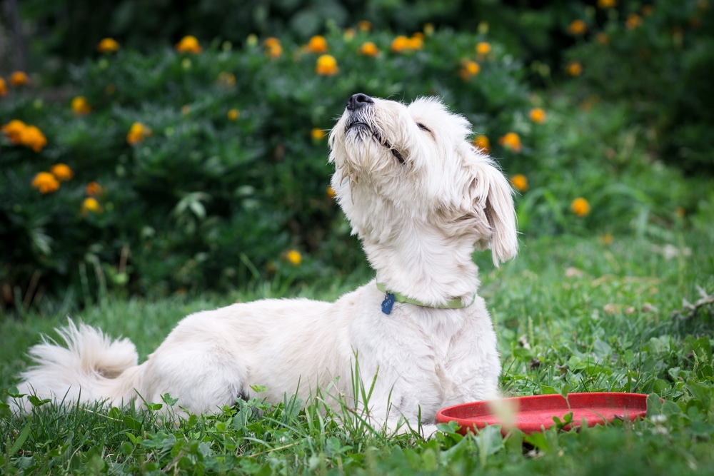 A dog sniffing the air while laying down outside.