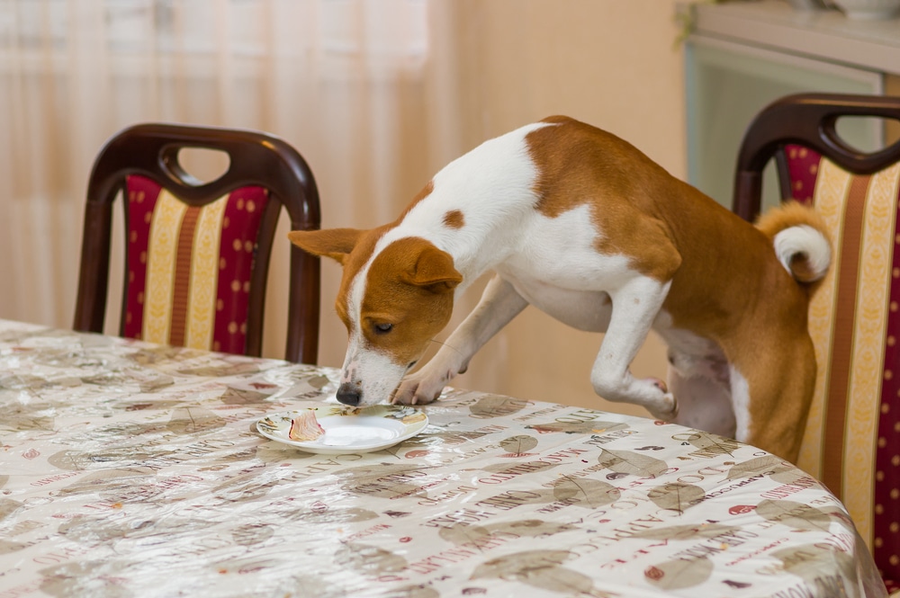 A dog standing on a chair and eating some table scraps.
