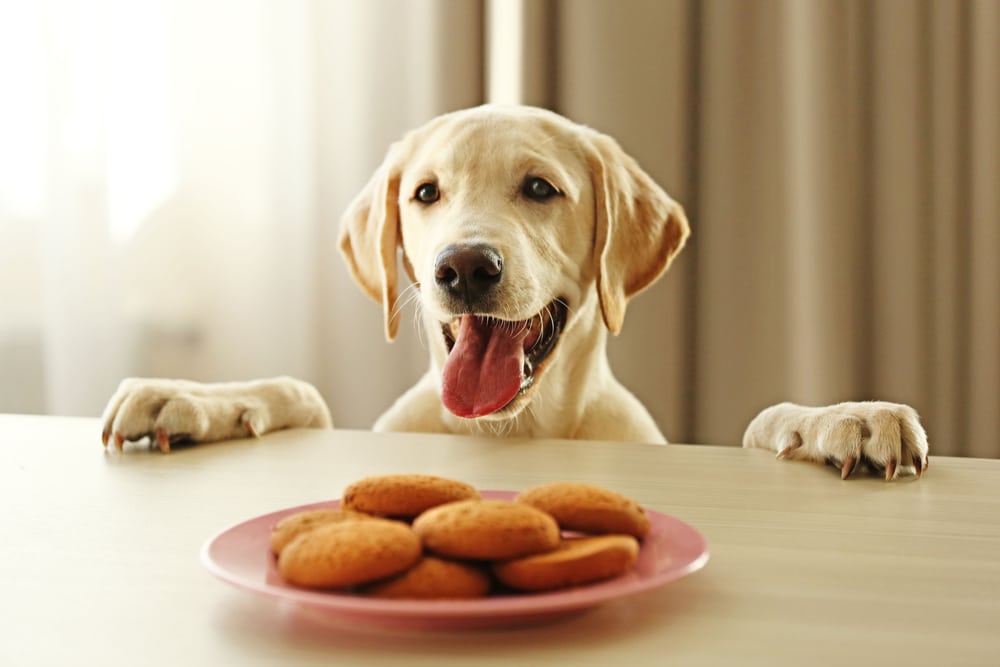 A dog looking over the top of a table at a plate of cookies.