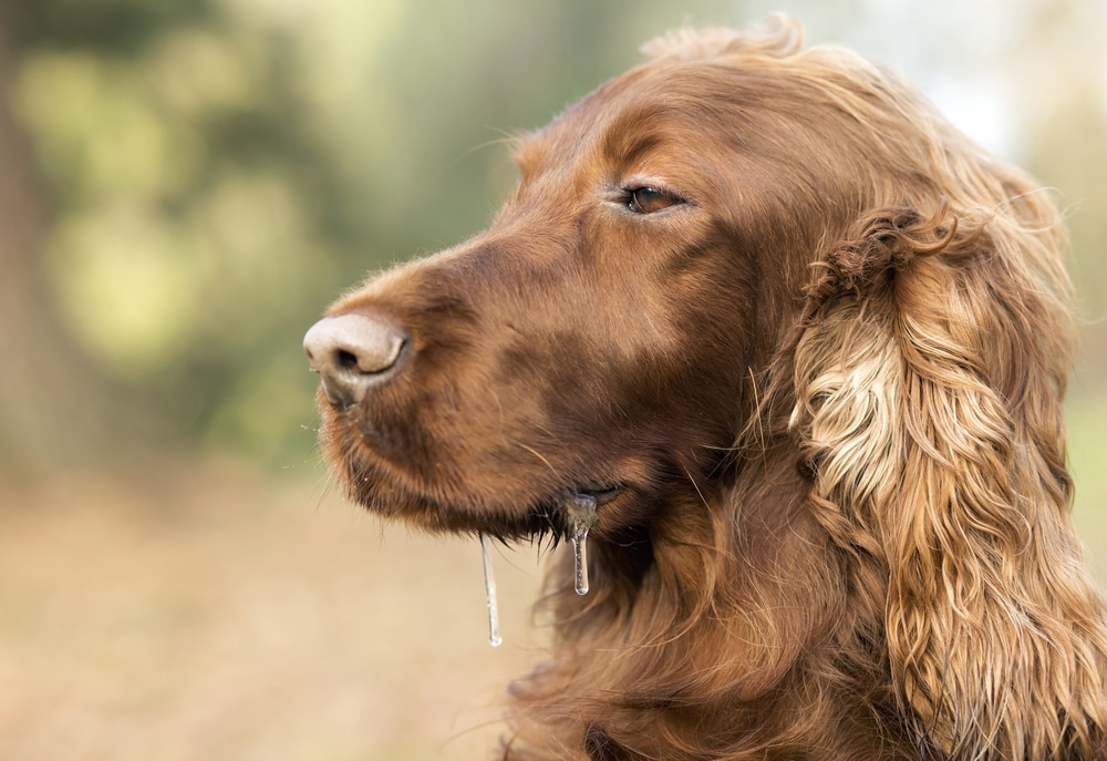 A closeup of a dog drooling.