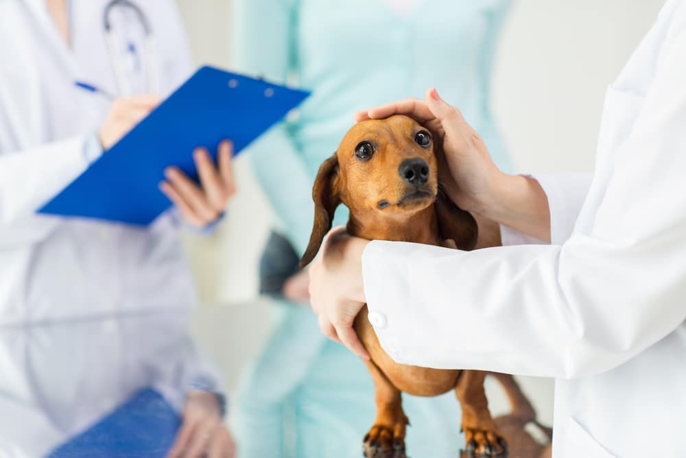 A pair of vets checking out a dog.